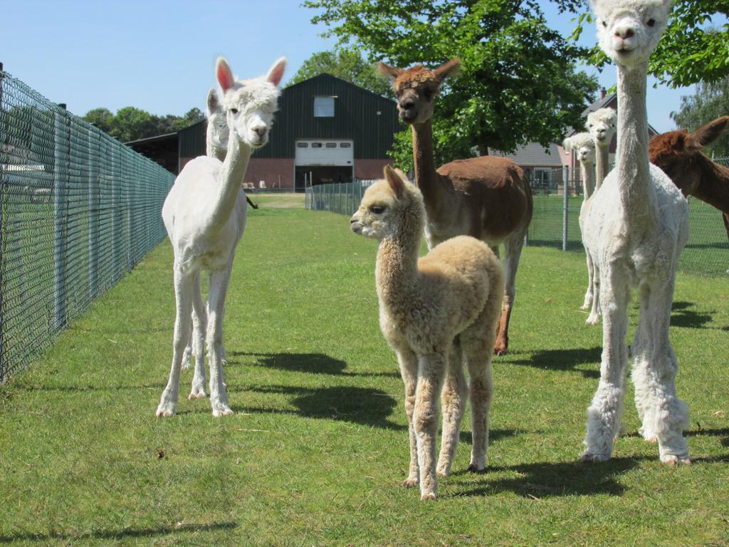 De Alpacaboerderij Apartamento Bocholt Exterior foto